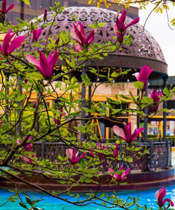 GALERIE FOTO: 5 motive să iubim primăvara în parcul Palas: culoare, vitalitate, bună dispoziţie, plimbare și relaxare